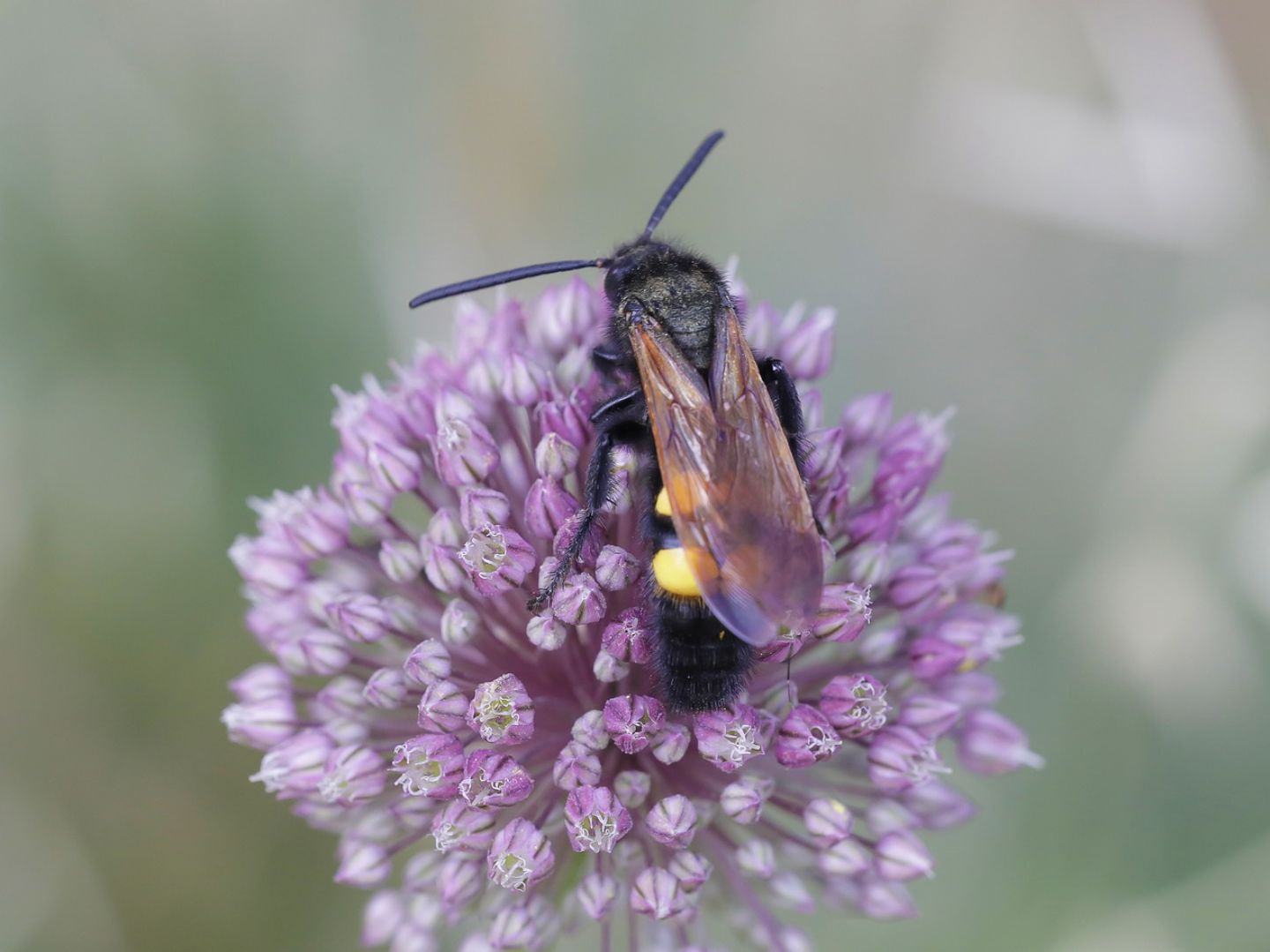 Scoliidae - maschio di Megascolia maculata flavifrons